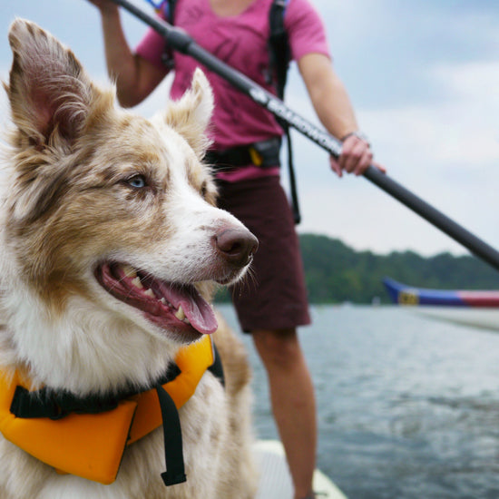 Dog Life Jacket - Pet - XS,S,M,L,XL